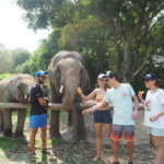 Elefanten Chiang Mai